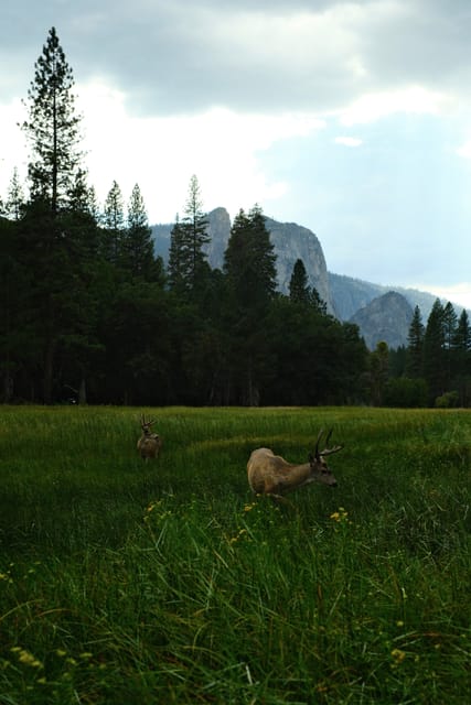 Deer Crossing